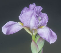 Dancing Lilacs (MTB)
