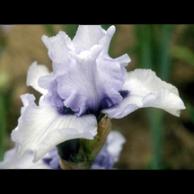 Hoodoo Blues (BB)