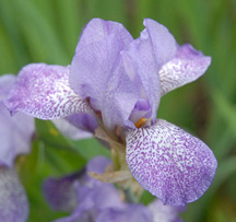 Speckled Spring (MTB)