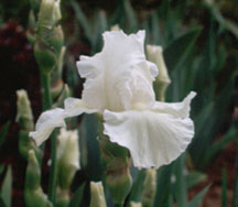 Touch of Frost (BB)