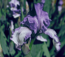 Wild Petticoats (Spec-X)